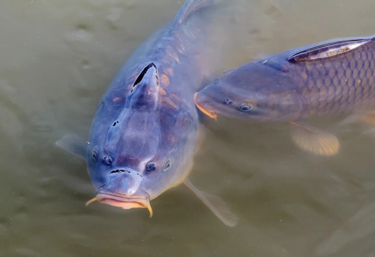 carp, fishes, water surface