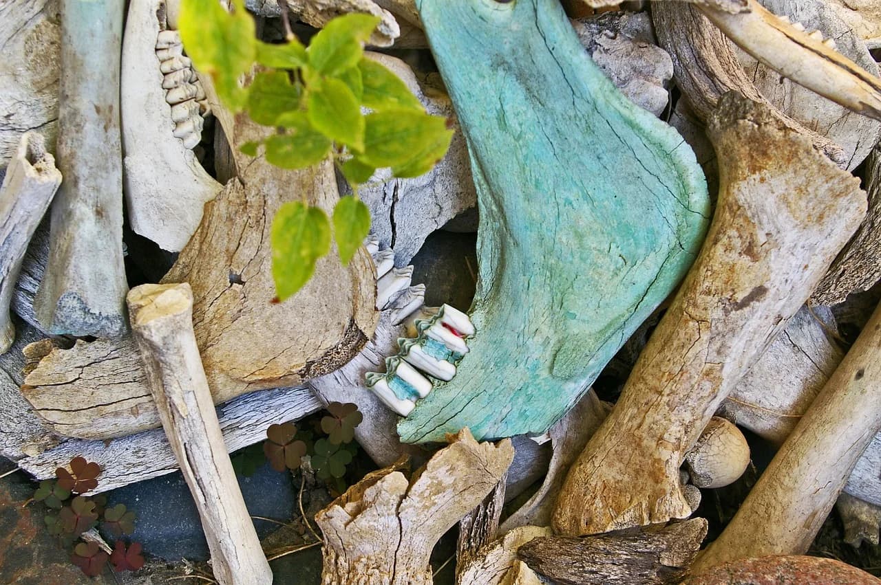bone fund, excavations, skull