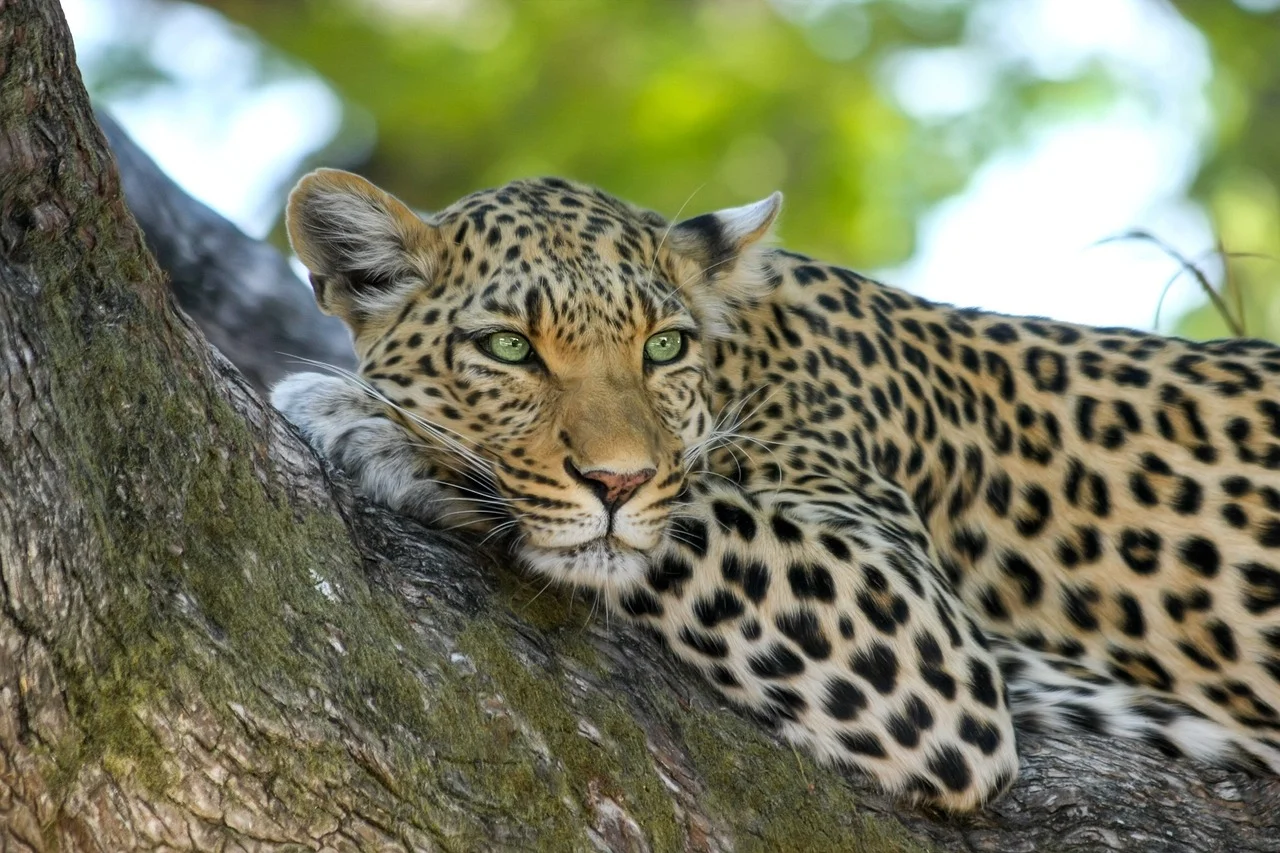 Tierwelt: Vielfältige Tierarten aus der Natur für die Tierenzyklopädie