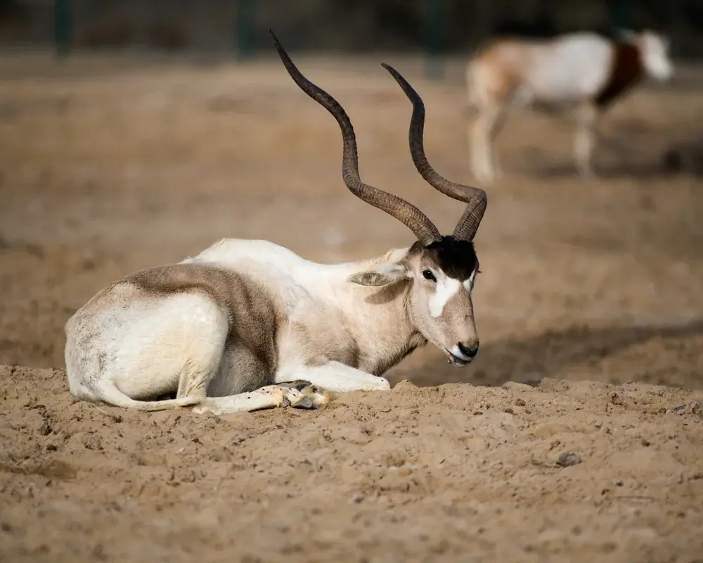 Addax