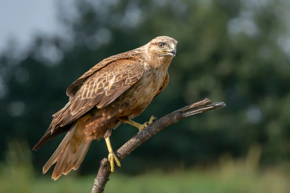 Adlerbussard