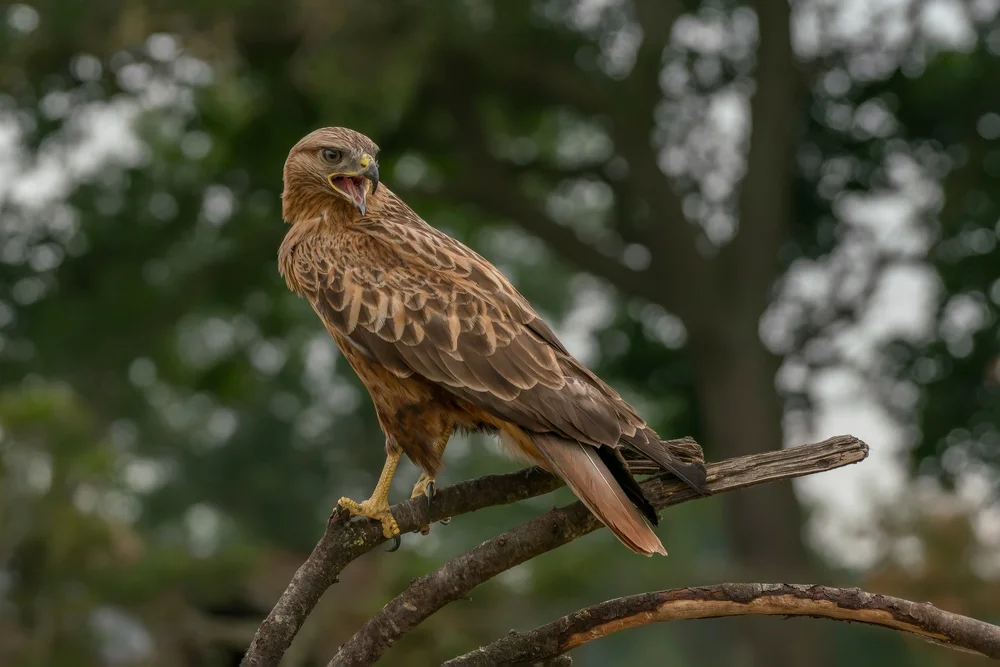 Adlerbussard