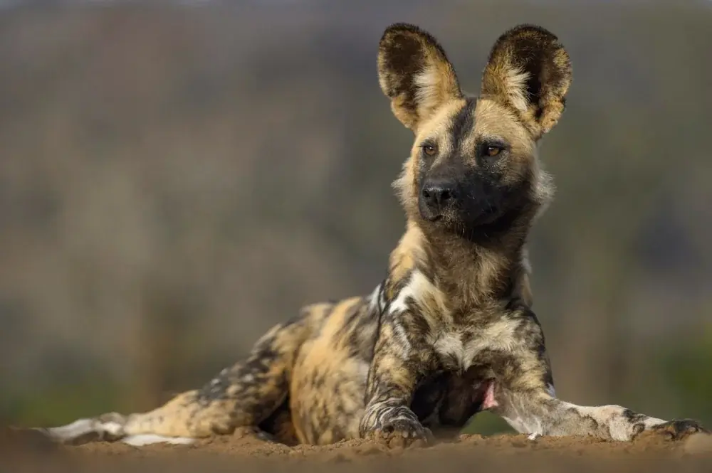 Afrikanische Wildhund