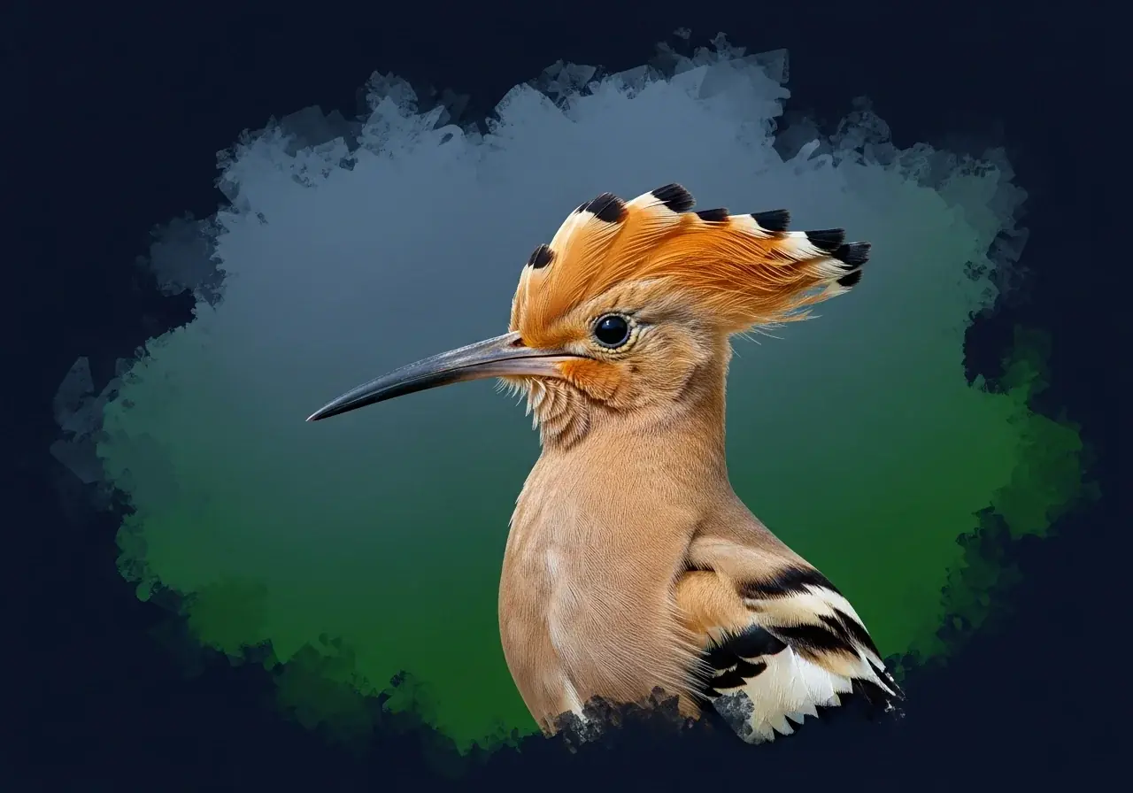 Afrikanischer Wiedehopf (Upupa africana)
