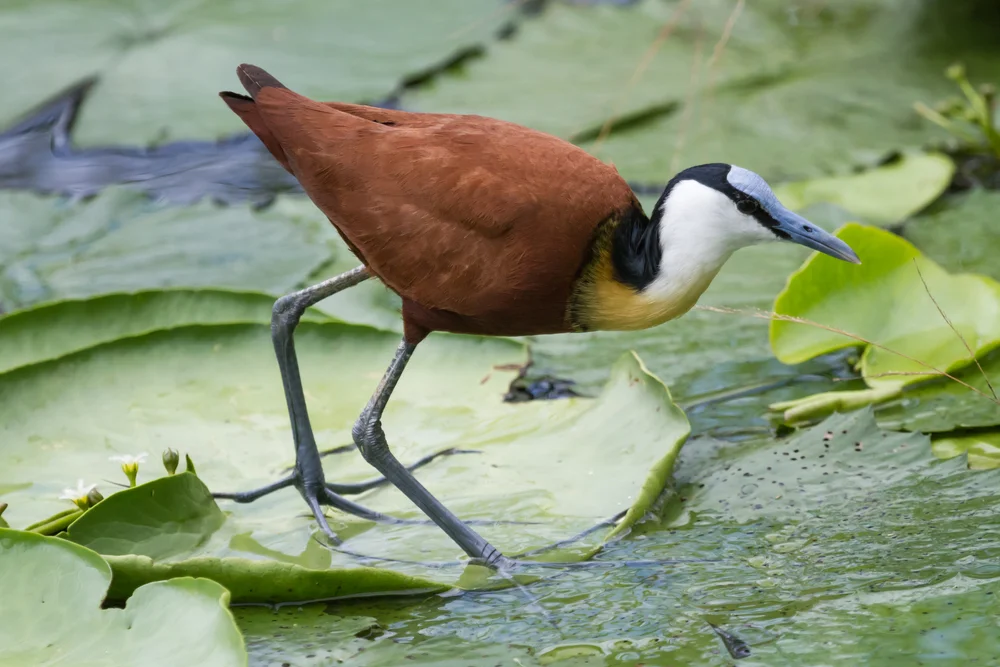 Afrikanischer Zwergschwimmer