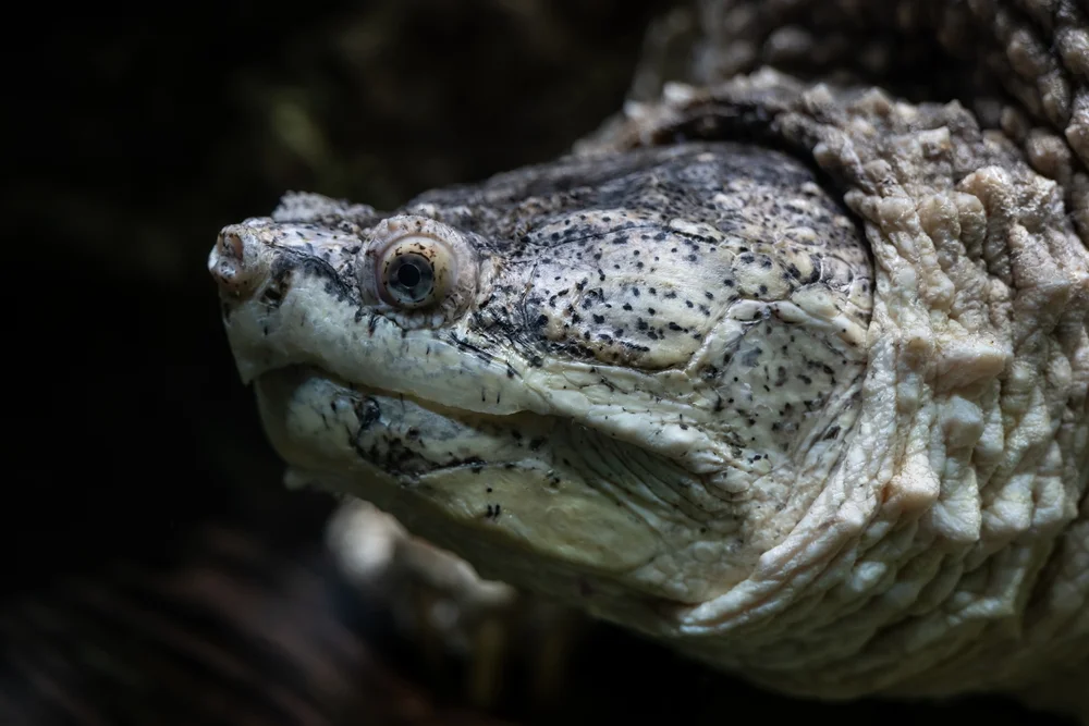 Alliligatorschildkröte