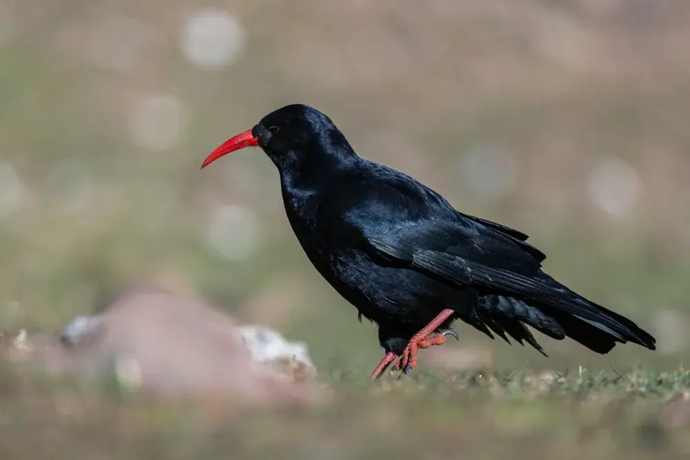 Alpenkrähe