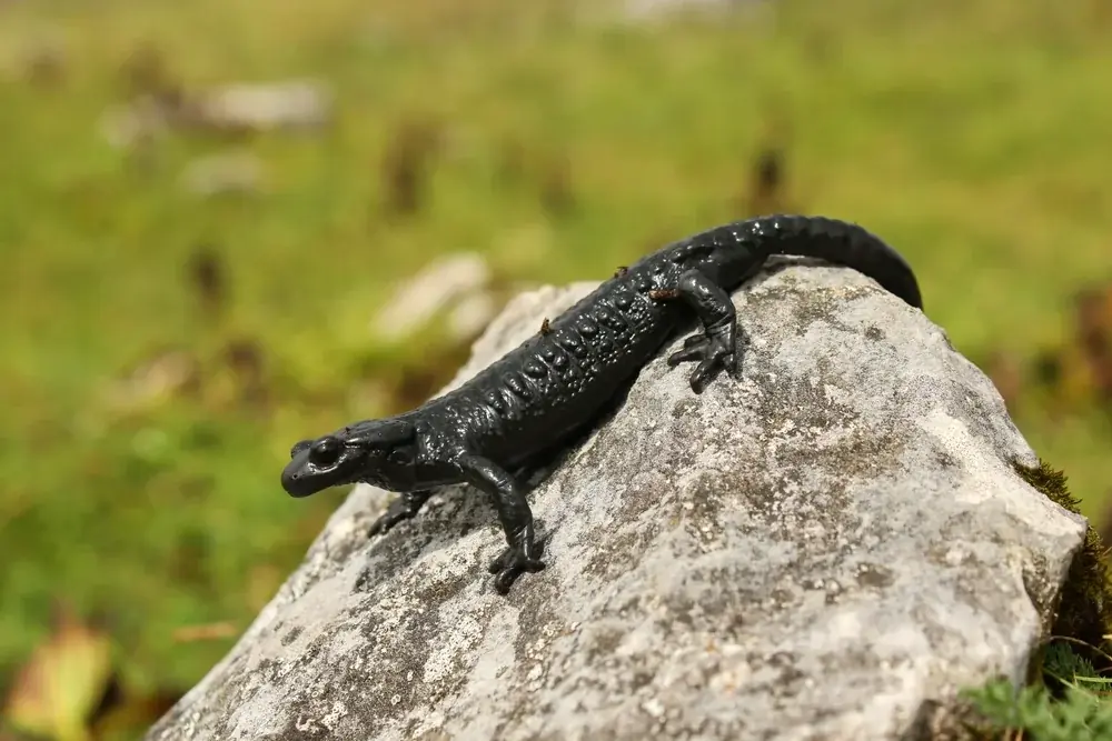 Alpensalamander