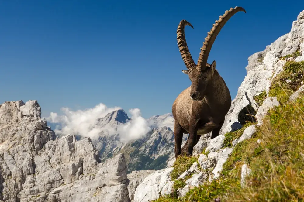 Alpensteinbock