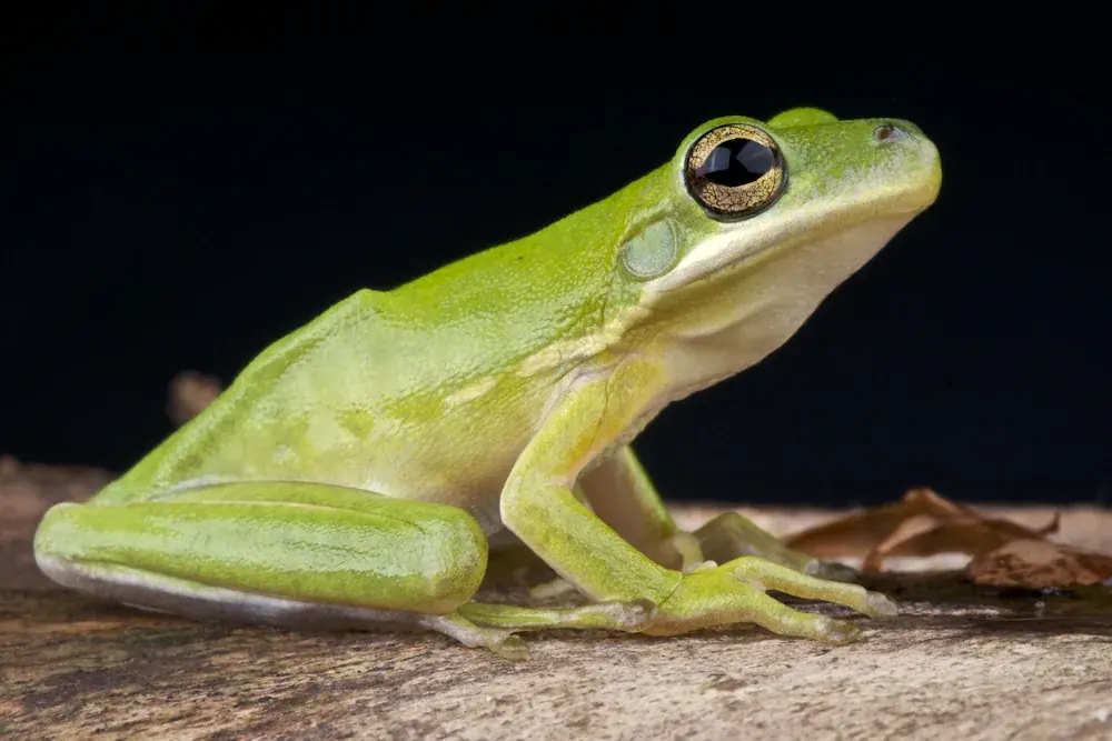 Amerikanischer Laubfrosch