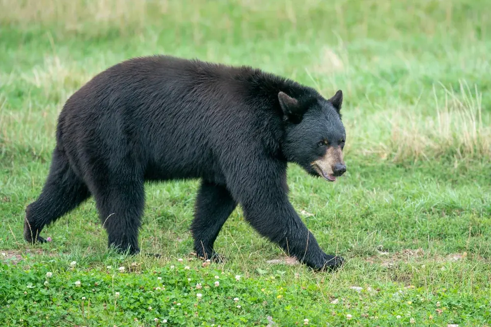 Amerikanischer Schwarzbär