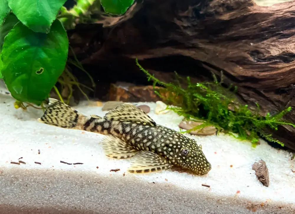 Ancistrus