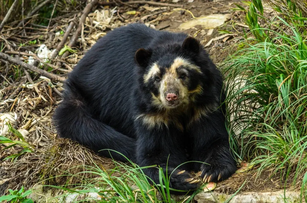 Andenbär