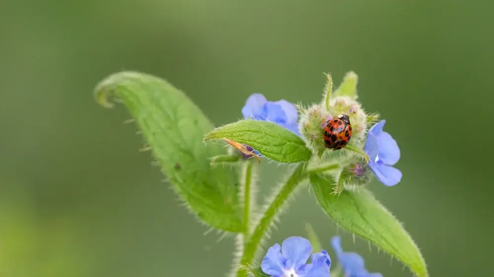 Asiatischer Marienkäfer