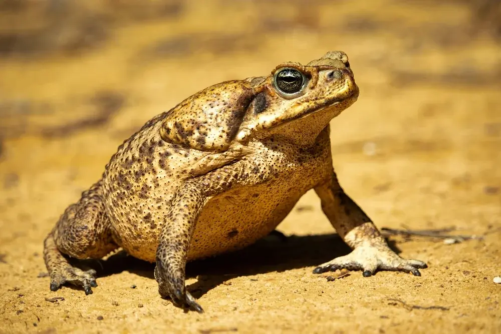 Beutelfrosch