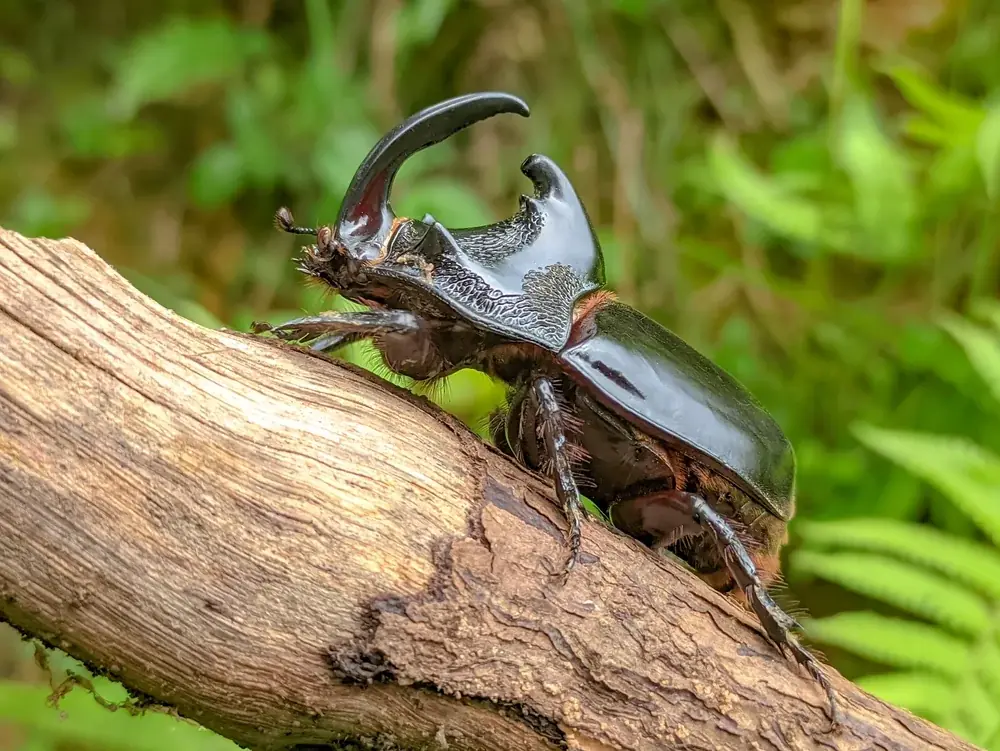 Blatthornkäfer