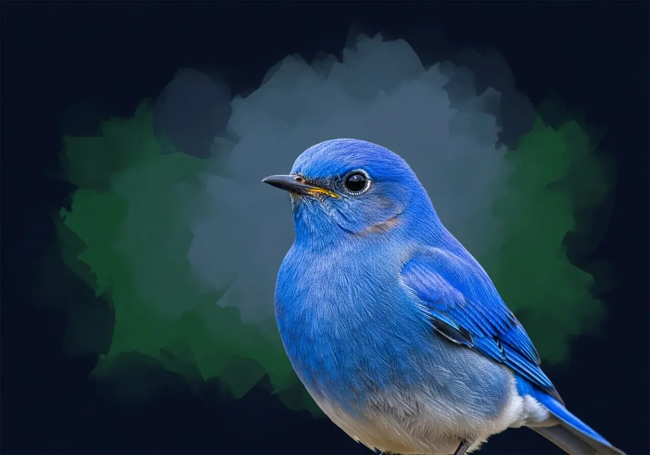 Blau-Bergsperling (Porphyrospiza caerulescens)