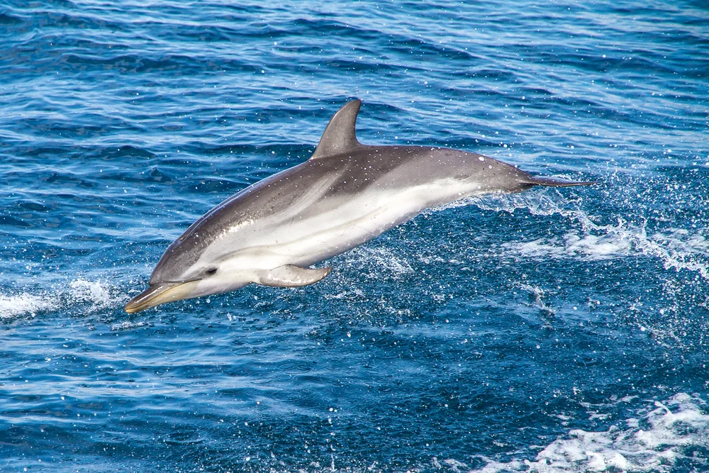 Blau-Weißer Delfin