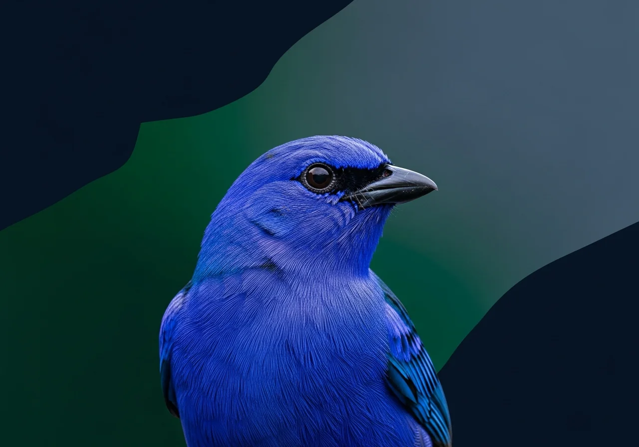 Blauhals-Tangare (Tangera cyanicollis)