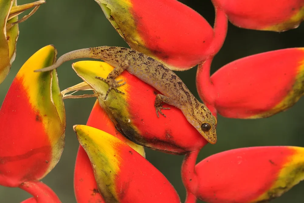 Bogenfingergecko
