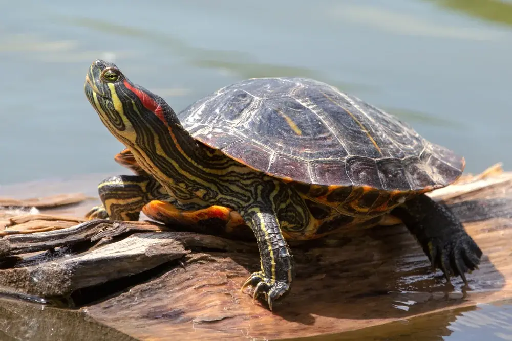 Buchstaben-Schmuckschildkröten
