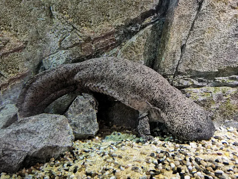 Chinesischer Riesensalamander