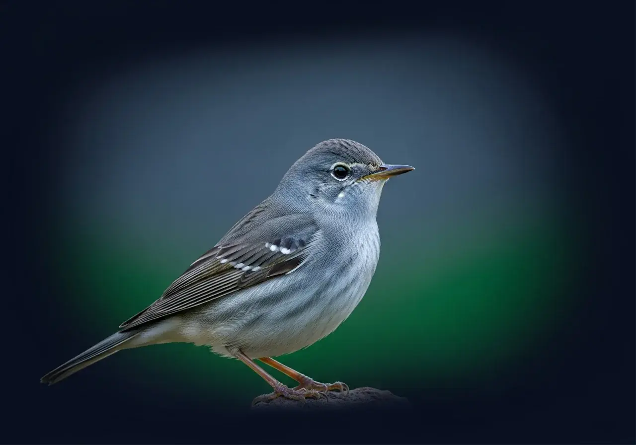 Claudias Laubsänger (Phylloscopus claudiae)
