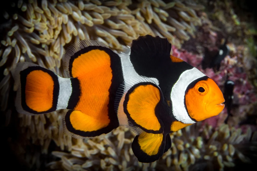Clownfisch