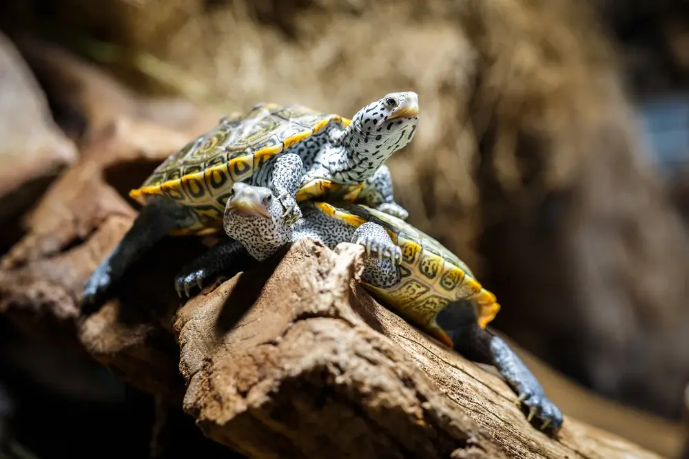 Diamantschildkröte