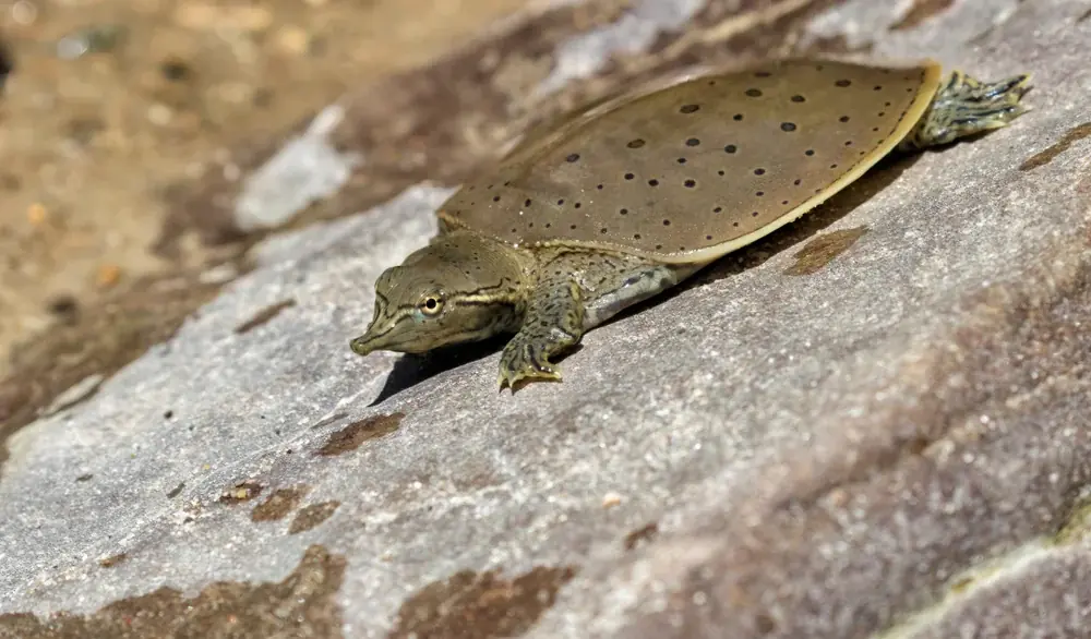 Dornrand-Weichschildkröte