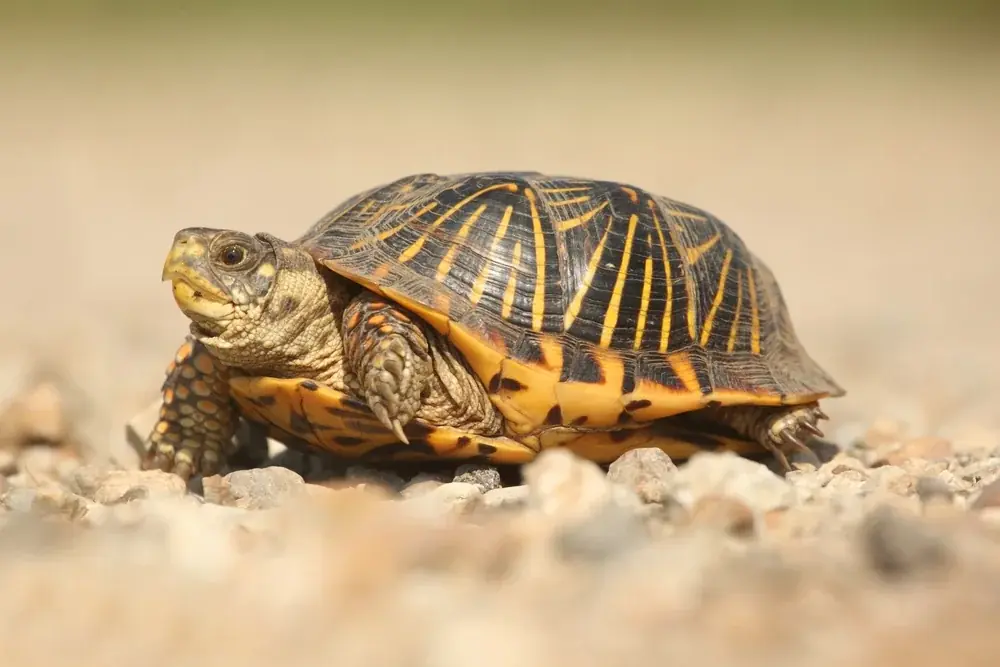 Dosenschildkröten