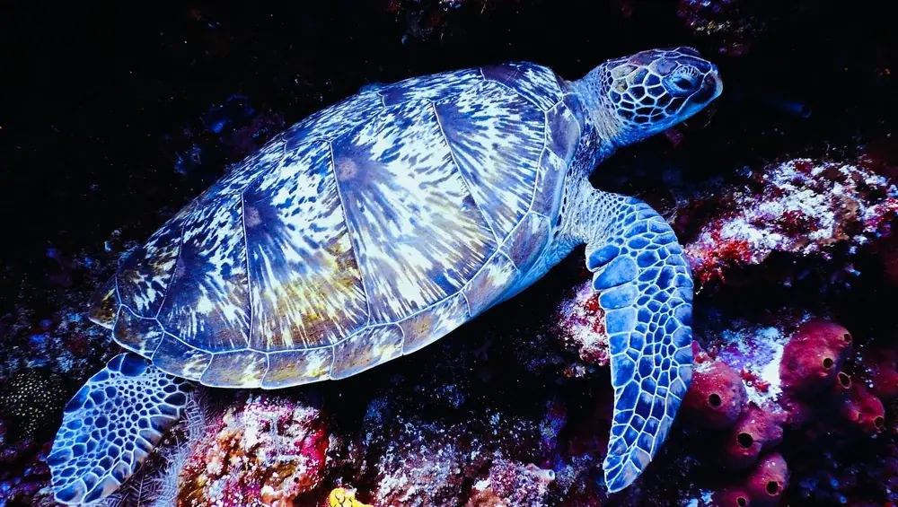 Echte Karettschildkröte
