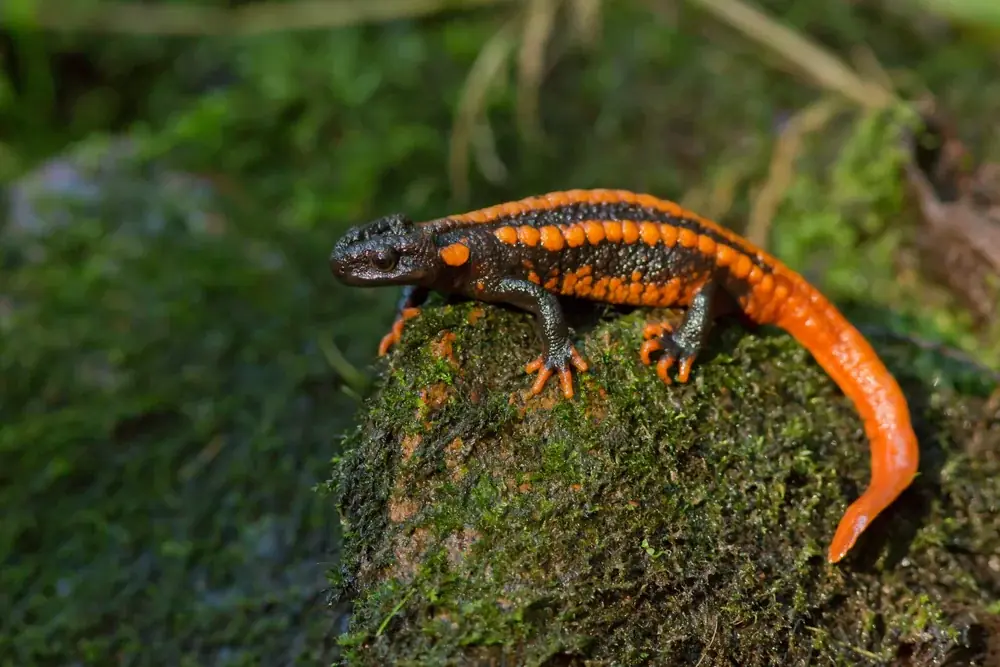 Echte Salamander