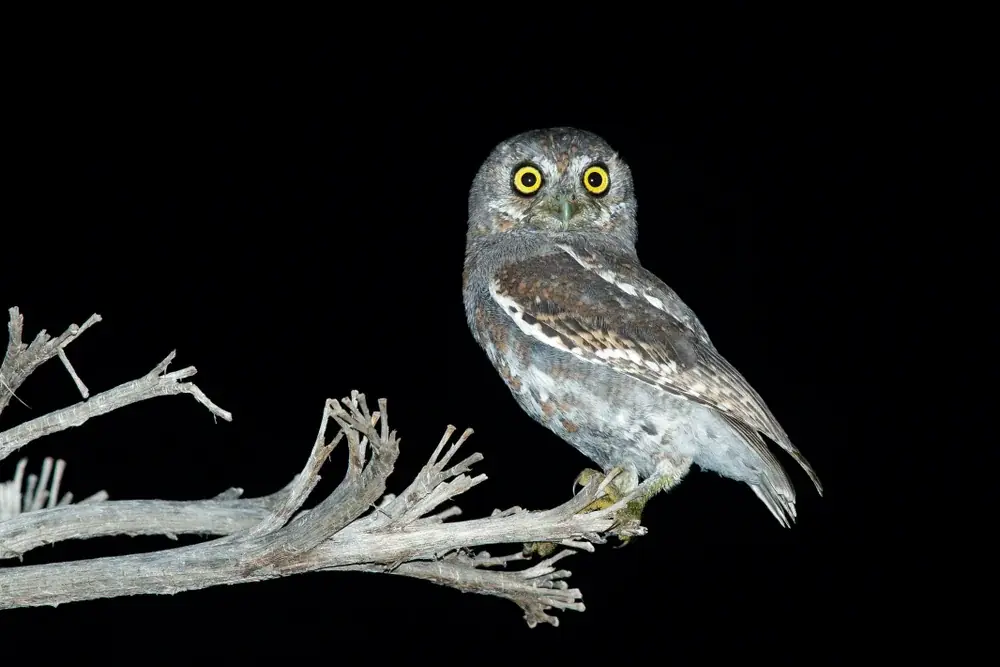 Elfenkauz