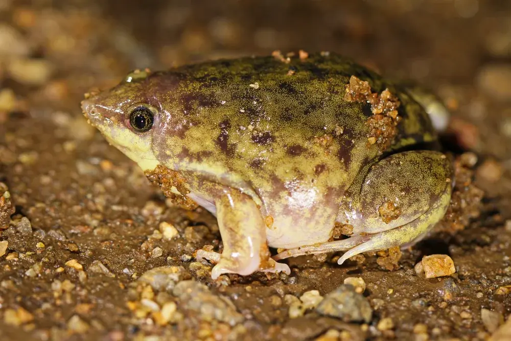 Ferkelfrosch