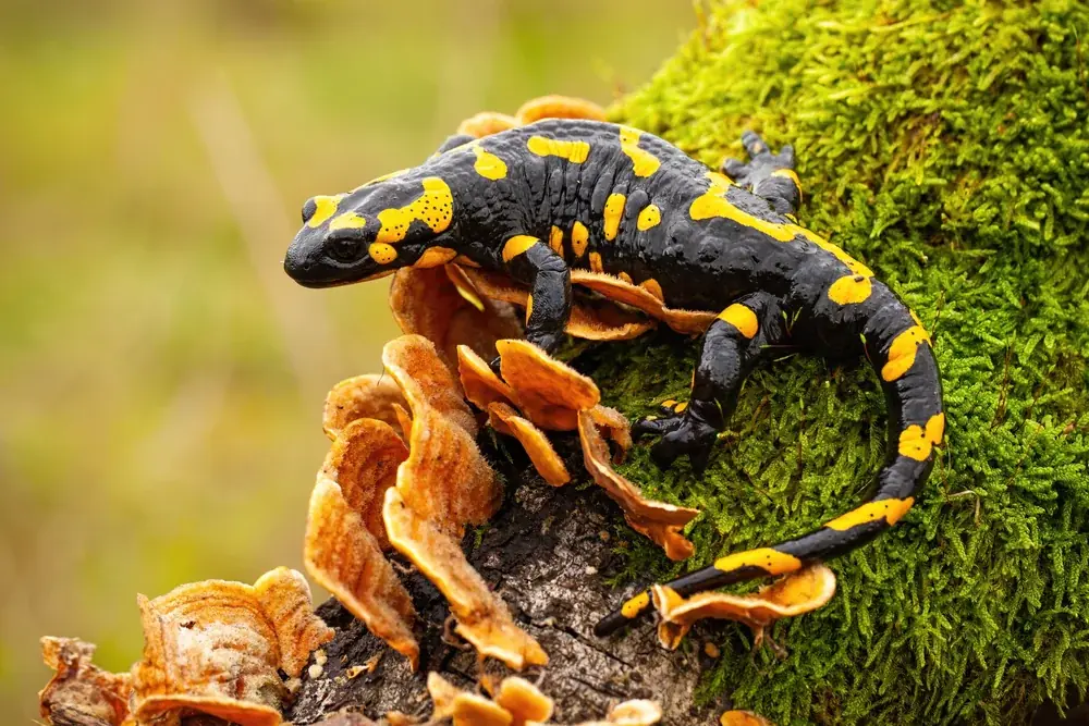 Feuersalamander