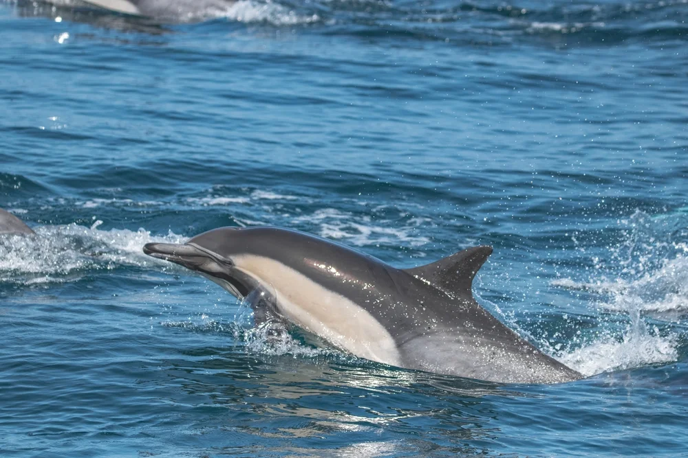 Gemeiner Delfin
