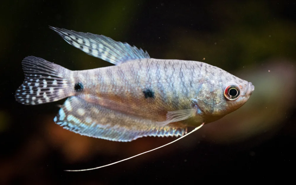 Gepunkteter Fadenfisch