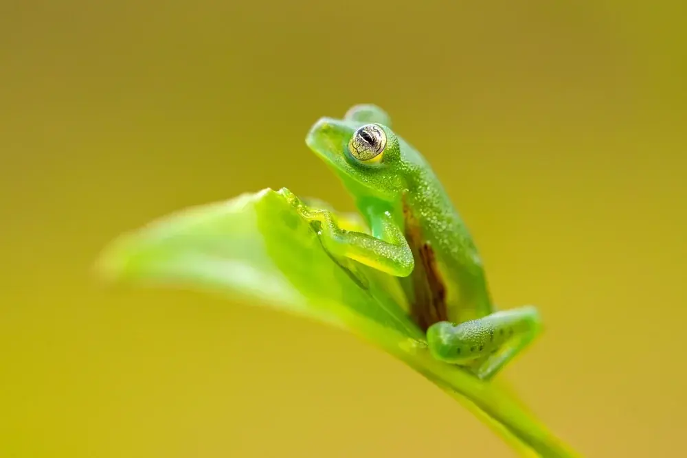 Glasfrosch
