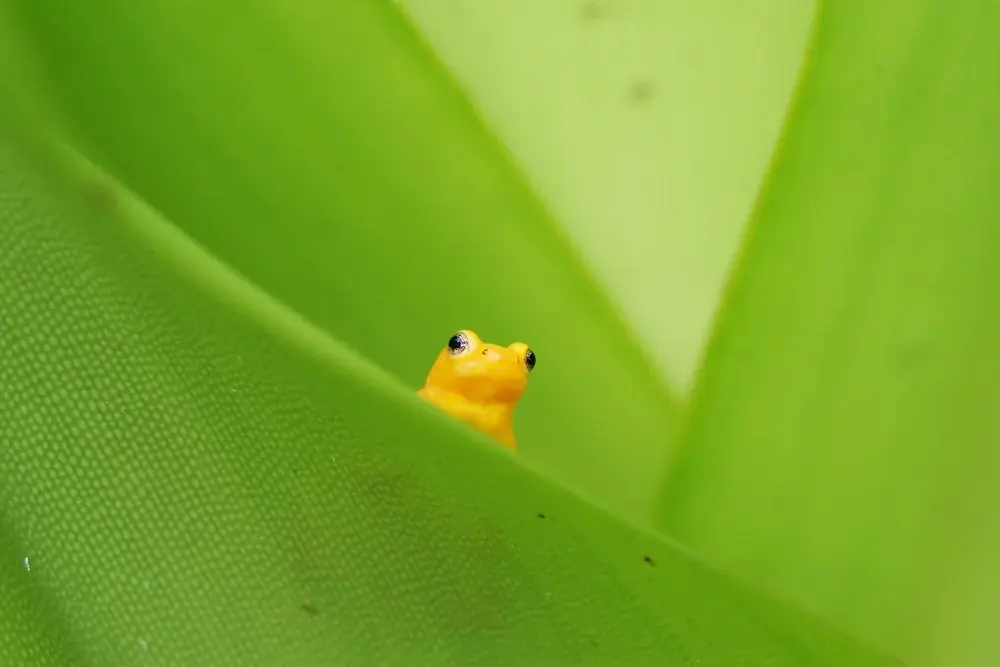Goldfrosch