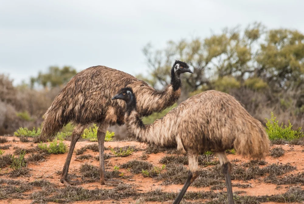 Großer Emu