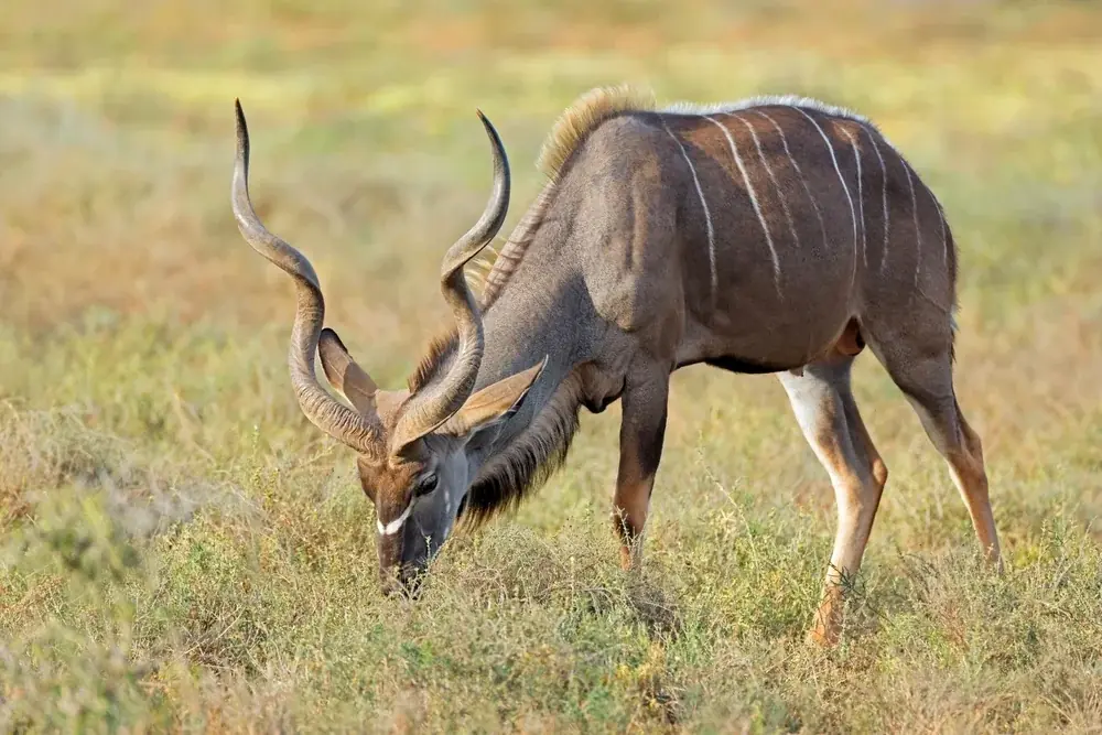Großer Kudu