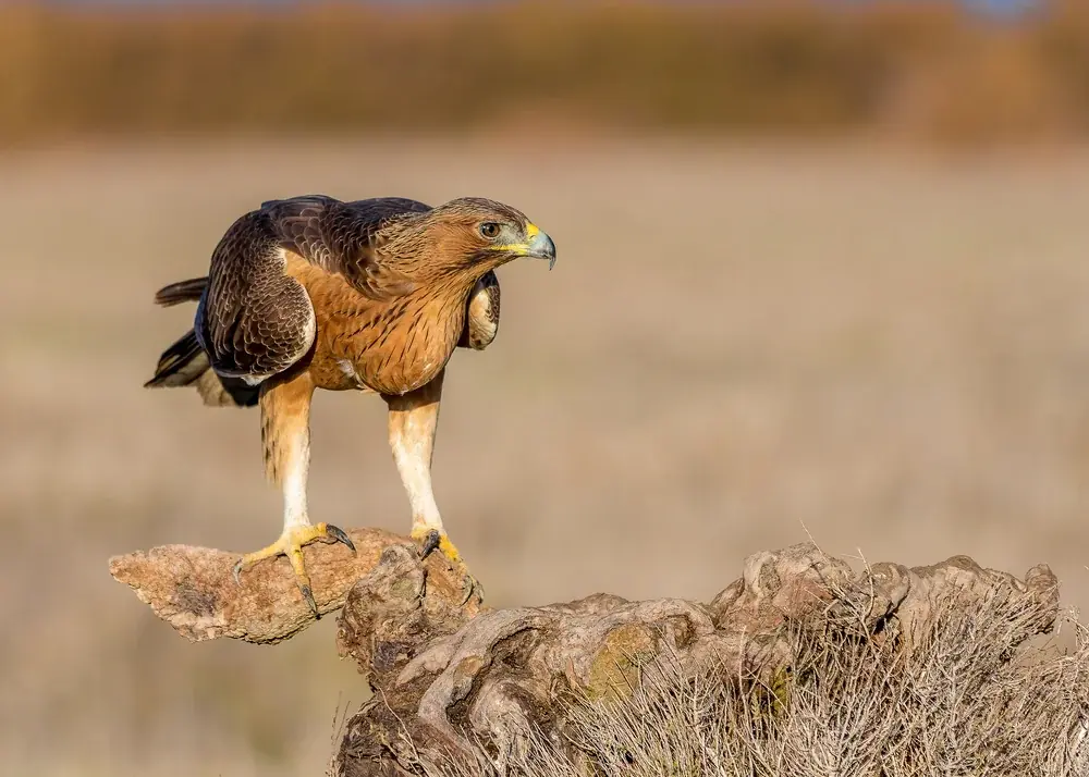 Habichtsadler