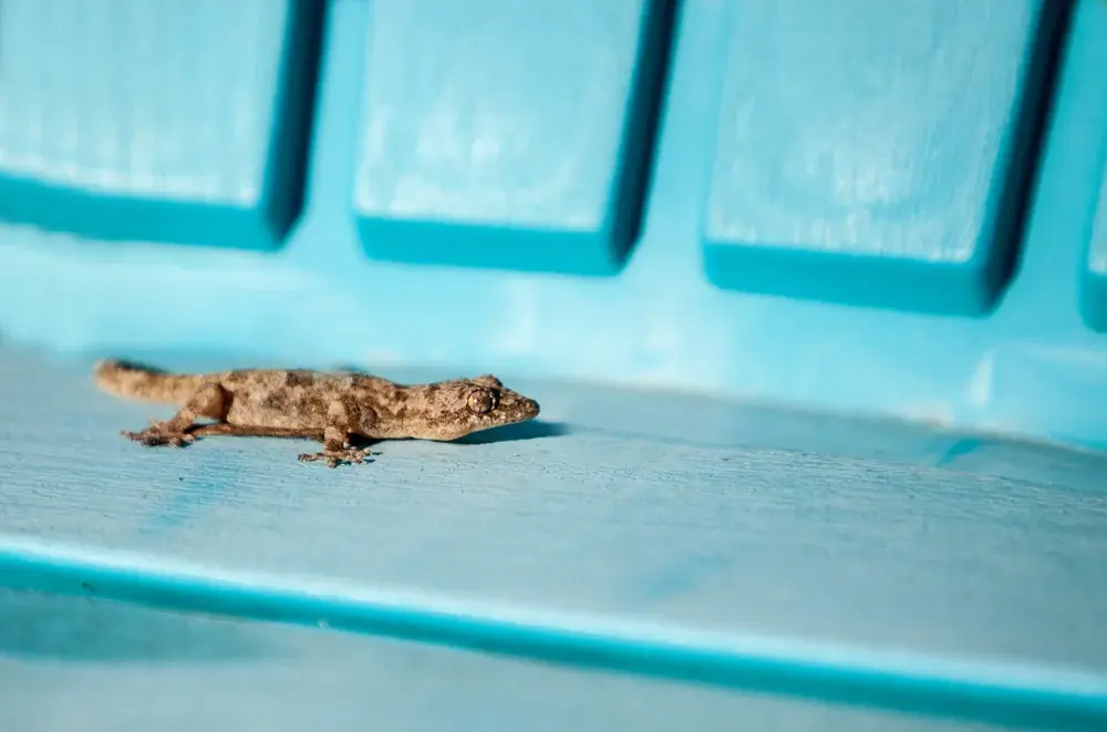 Halbfingergecko