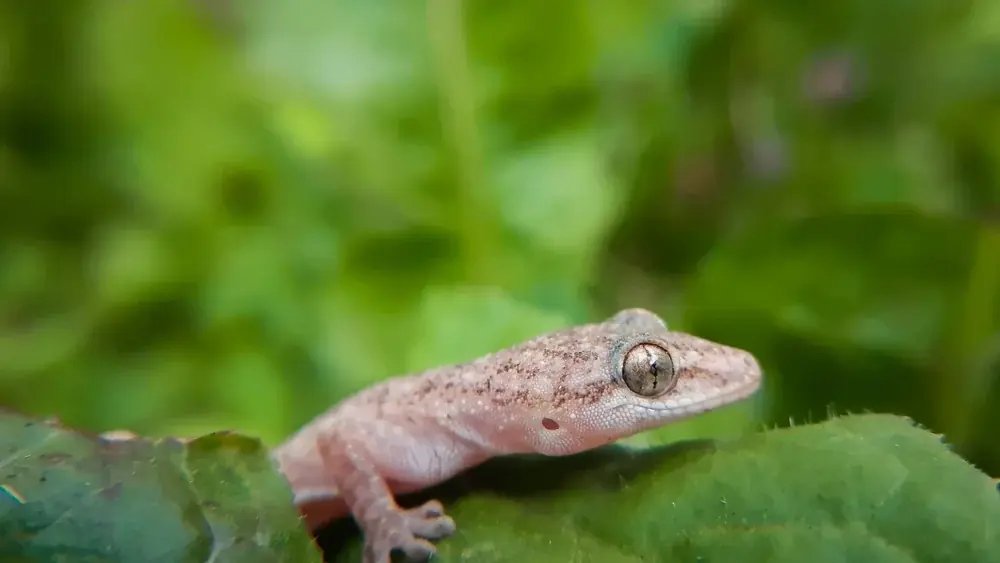Hausgecko