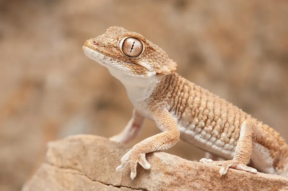 Helmkopfgecko