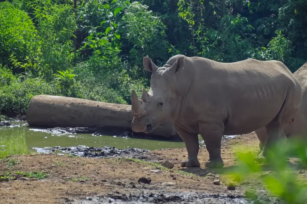 Java-Nashorn
