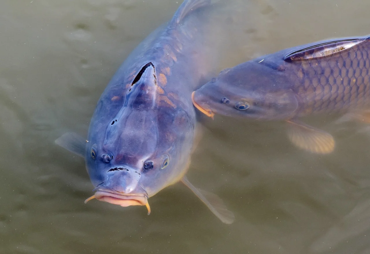 carp, fishes, water surface
