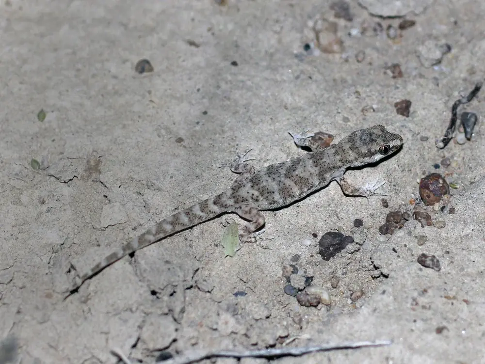 Kaspischer Geradfingergecko