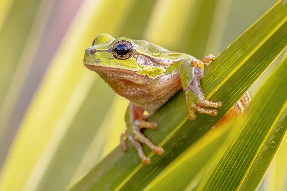 Laubfrosch